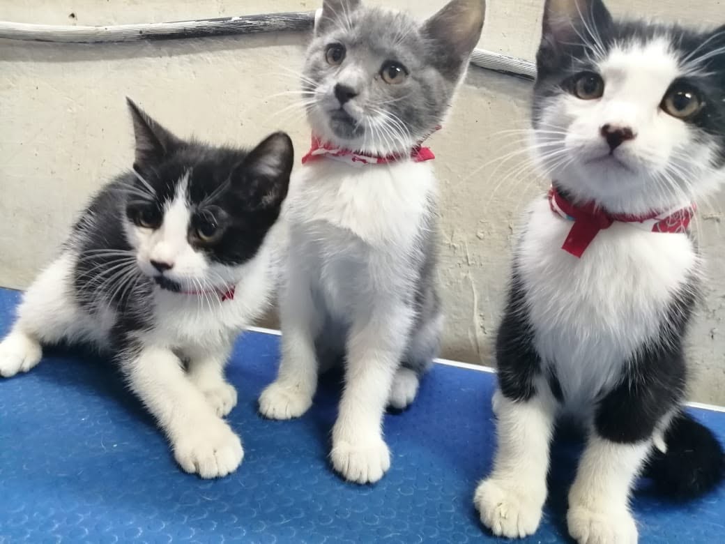 Cachorros felices y sociables en MASCOVET