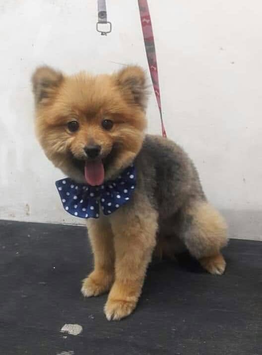 Estética canina profesional MASCOVET con baño y secado delicado